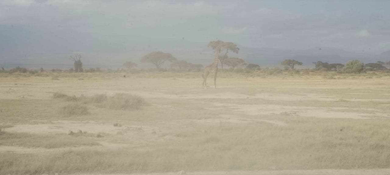 Une girafe traverse la savane kényane, sous les acacias, pendant l'immersion au Kenya